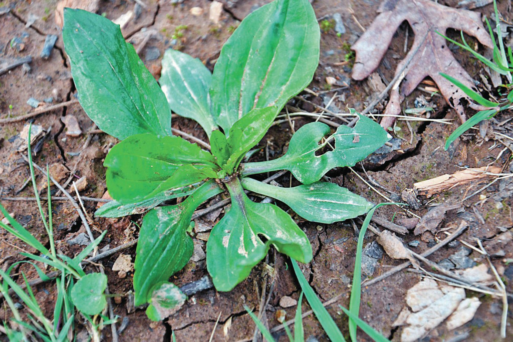 plantain-plant