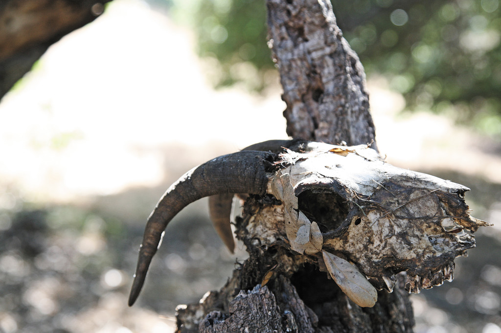 Rural environments require more creative use of materials. Bone is lightweight, strong, and easily sharpened, and has been used to make weapons for centuries.