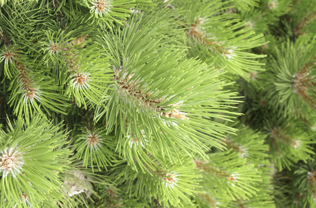 Winter shelter pine needles