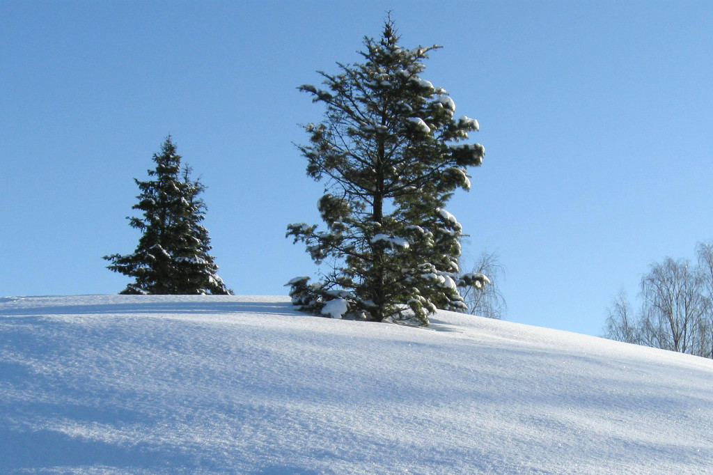 Winter shelter tree