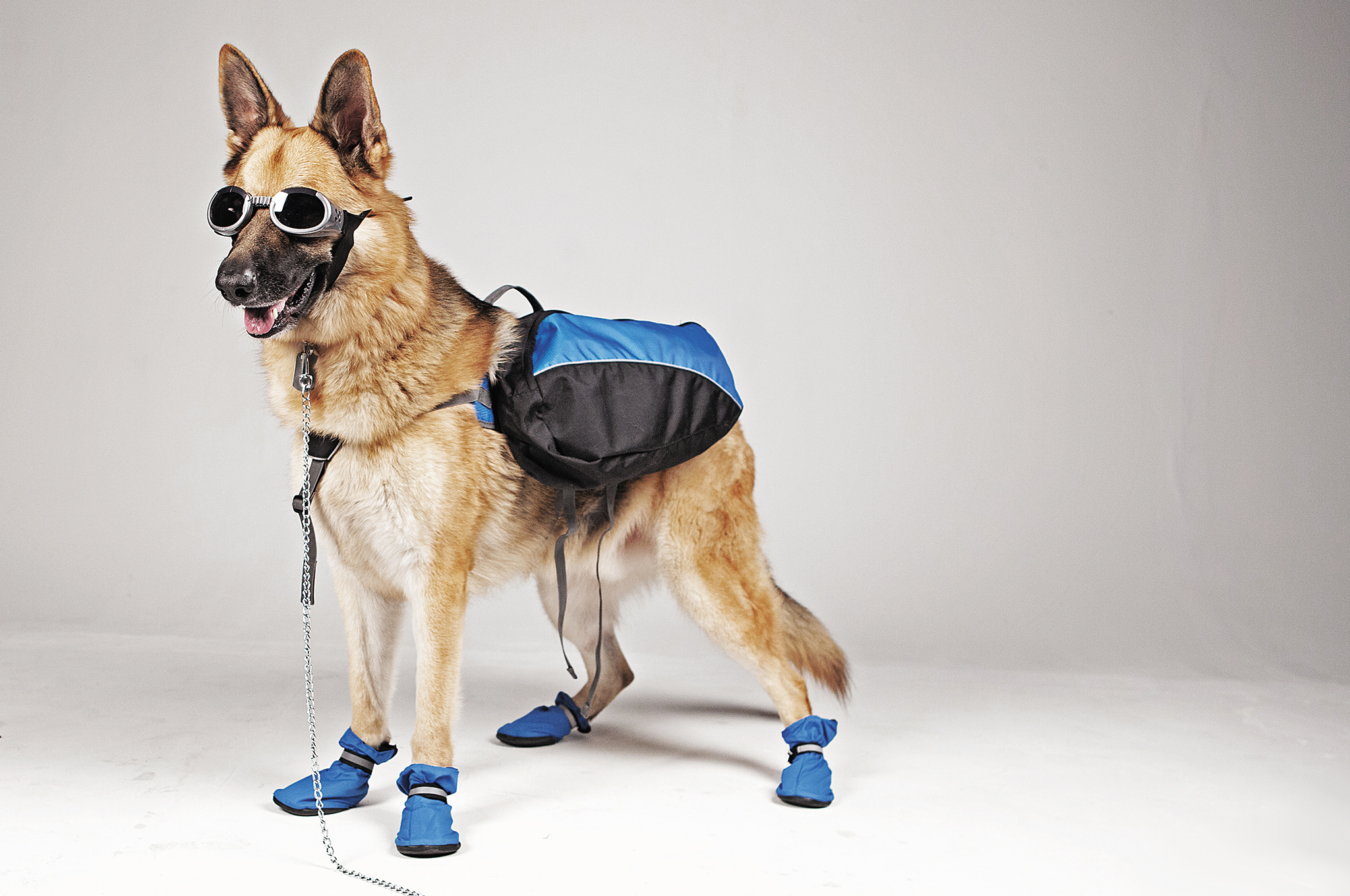 top paw boots for dogs