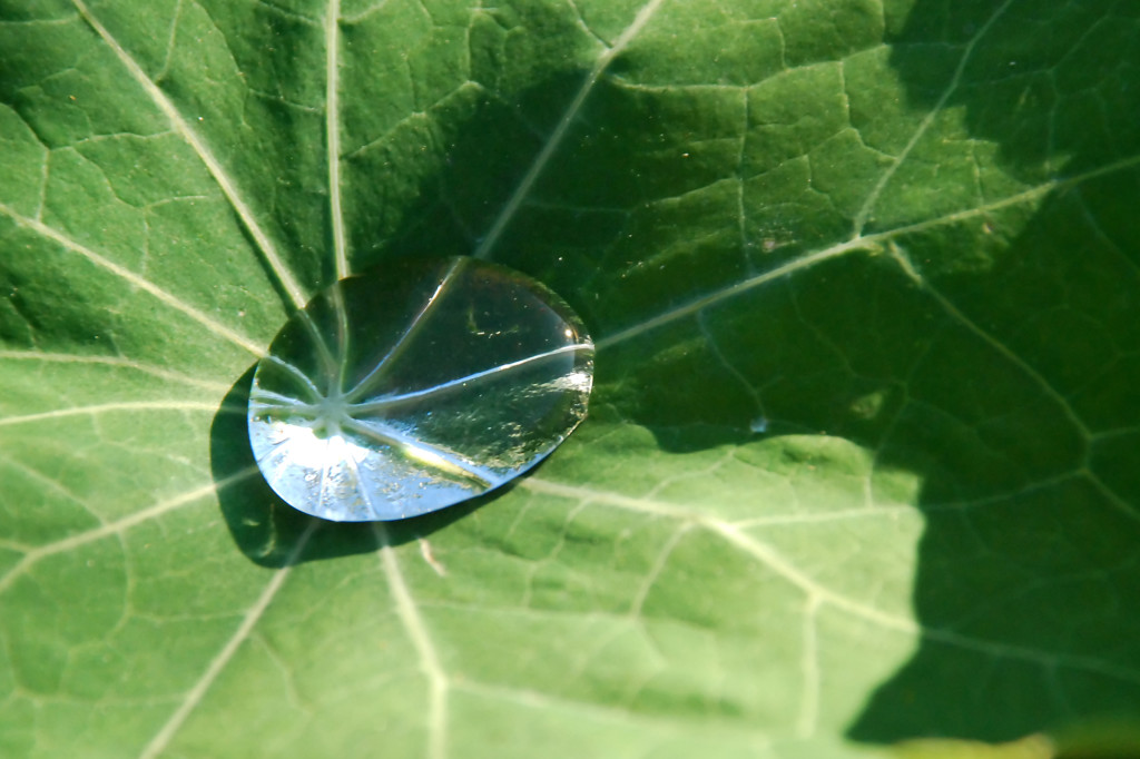 Water droplet on a leaf highlighted by the sun