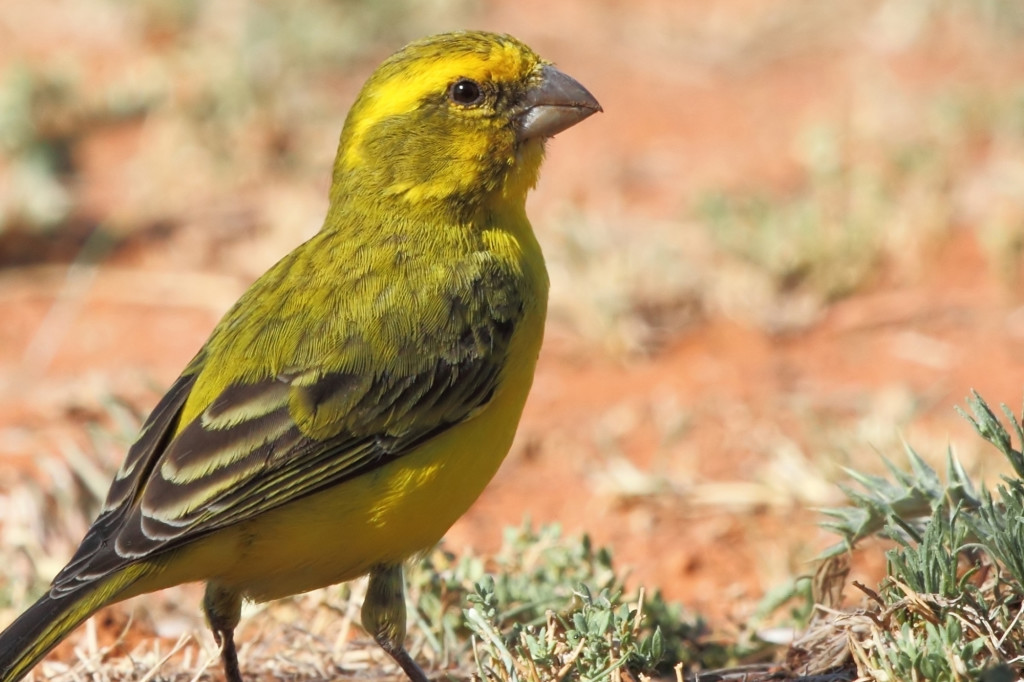 Literal canaries were once used by coal miners as an early warning system for dangerous gases.