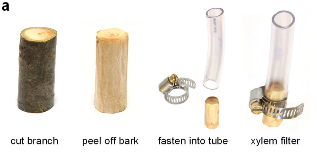 Improvised tree water filter 1