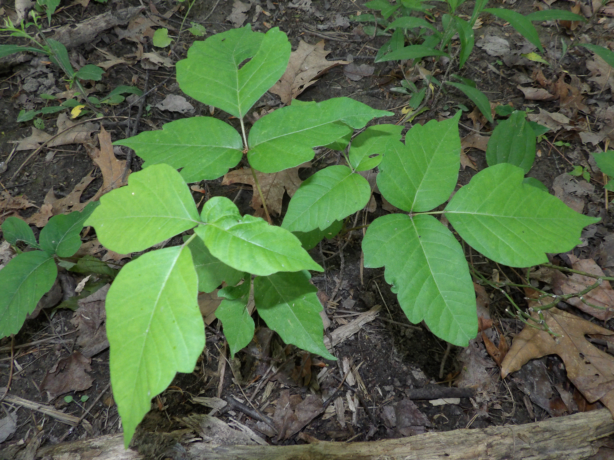 Never Get a Poison Ivy Rash Again | RECOIL OFFGRID