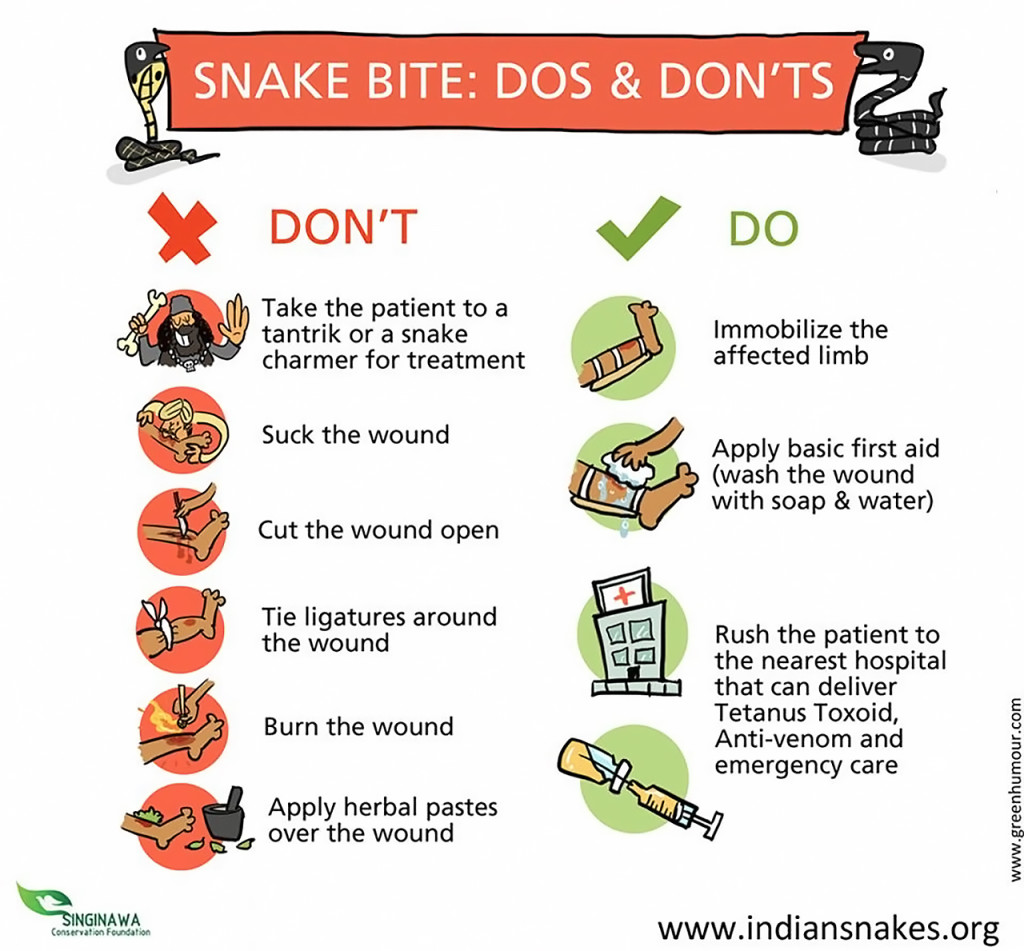 Infographic snake bite first aid 1
