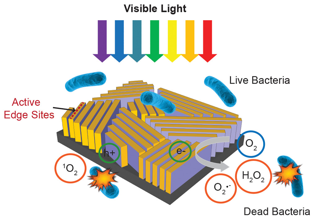 This diagram shows how the new nanostructured water purifier uses sunlight to kill bacteria.