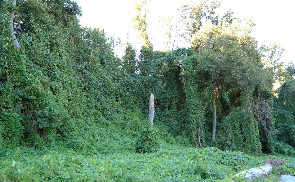 Kudzu vines choke out local trees in Georgia and other southern states.