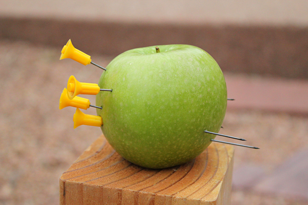 Although it doesn't have sights, the blowgun can be amazingly accurate. Here the author easily puts a cluster of darts in an apple from about 25 feet.