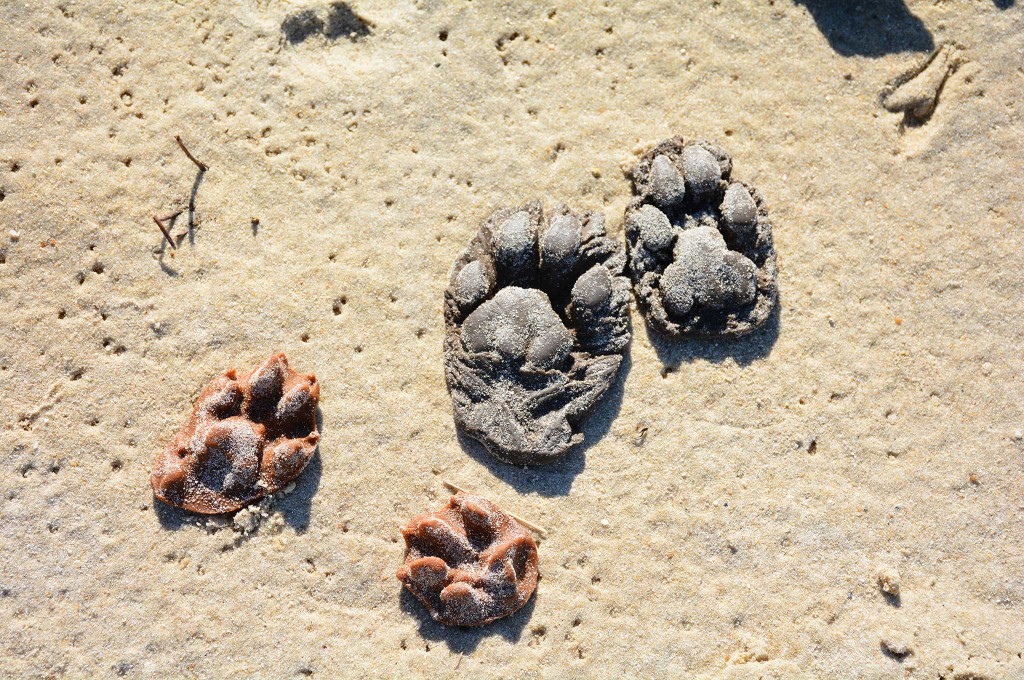 Sure, any rookie can distinguish shoeprints from animal prints ... but which animals? Mistaking paw prints is part of the learning curve that could eventually help you find prey and avoid predators in the future.