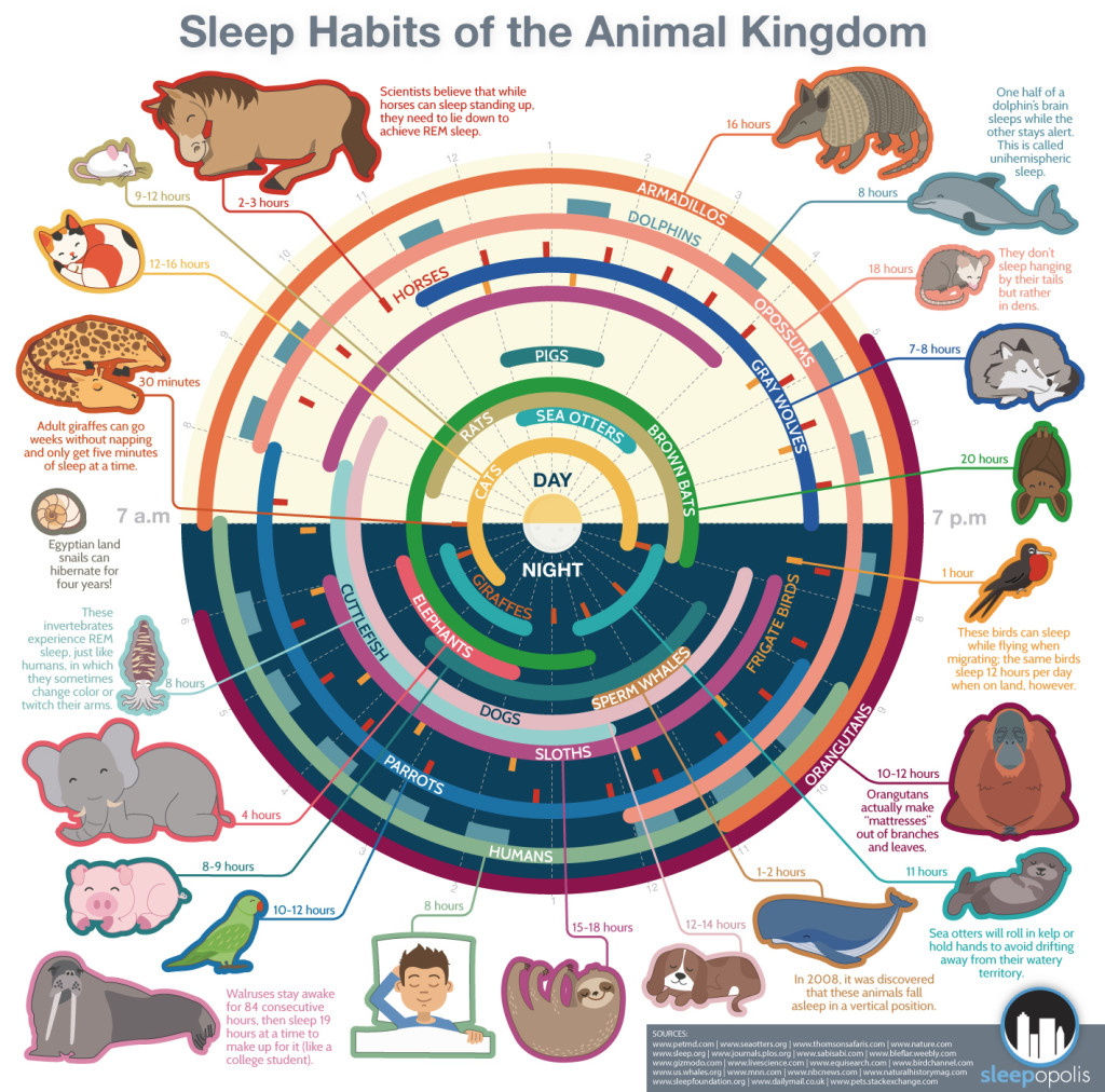 Animal sleep pattern infographic