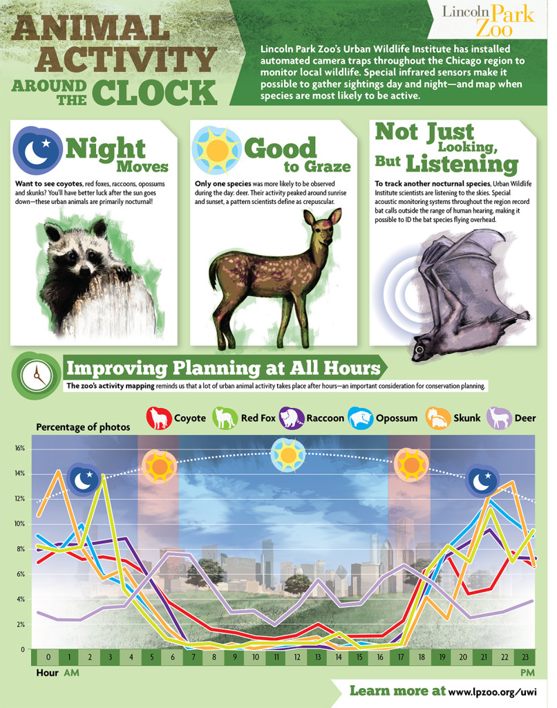 Animal sleep pattern infographic 2