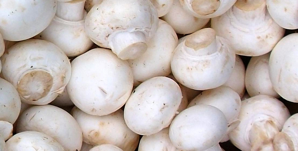 Harmless button mushrooms, seen here, closely resemble the poisonous Destroying Angel variety.