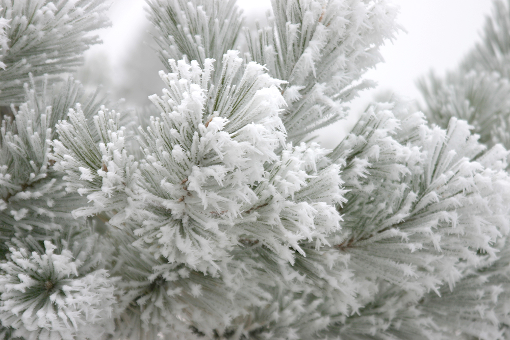 Survival scenarios winter frozen snow tree