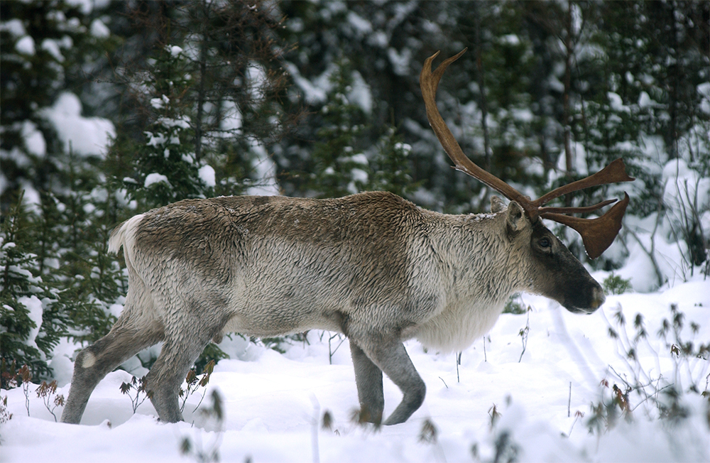 Survival scenarios winter snow animal caribou