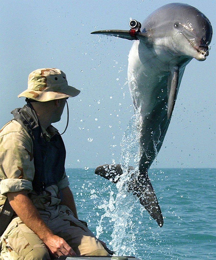 A dolphin wears a tracking device on its fin while performing mine clearance work in the Persian Gulf. Source: U.S. Navy / Brien Aho