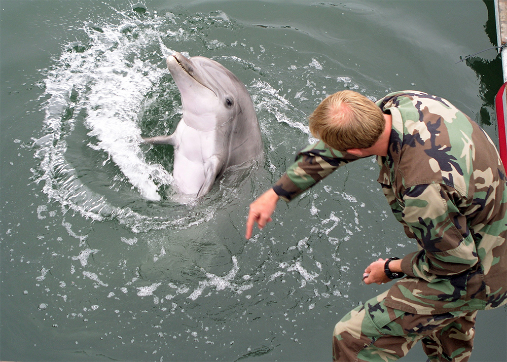 War dolphin Navy weapon animal 3