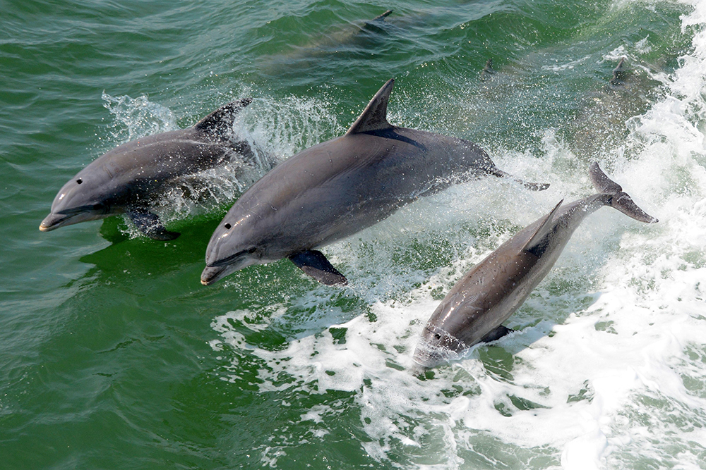 War dolphin Navy weapon animal 4