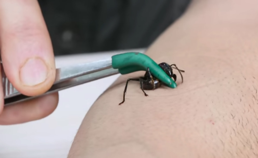 Bullet ant insect sting animal video 3