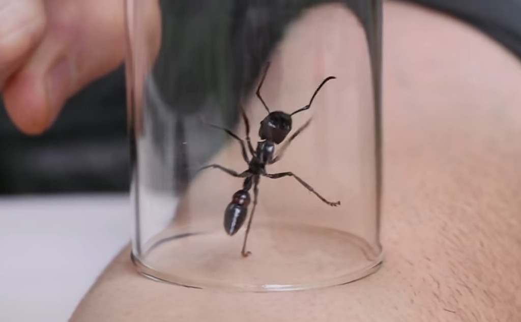 Bullet ant insect sting animal video 5