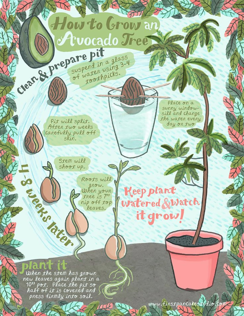 Infographic food regrow fruit vegetable garden plant 5