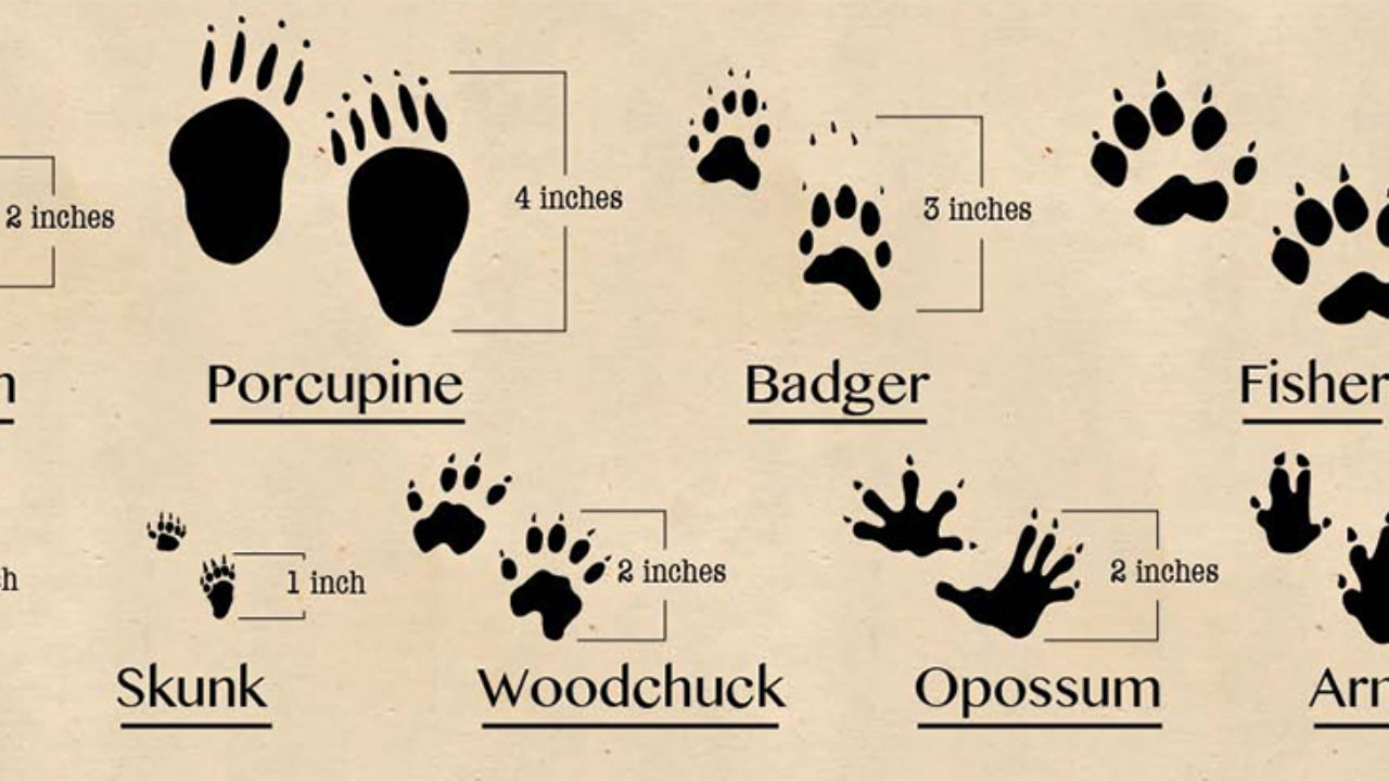 Print Paw Wild Animal Claw Track Footprint Predatory Pawprint